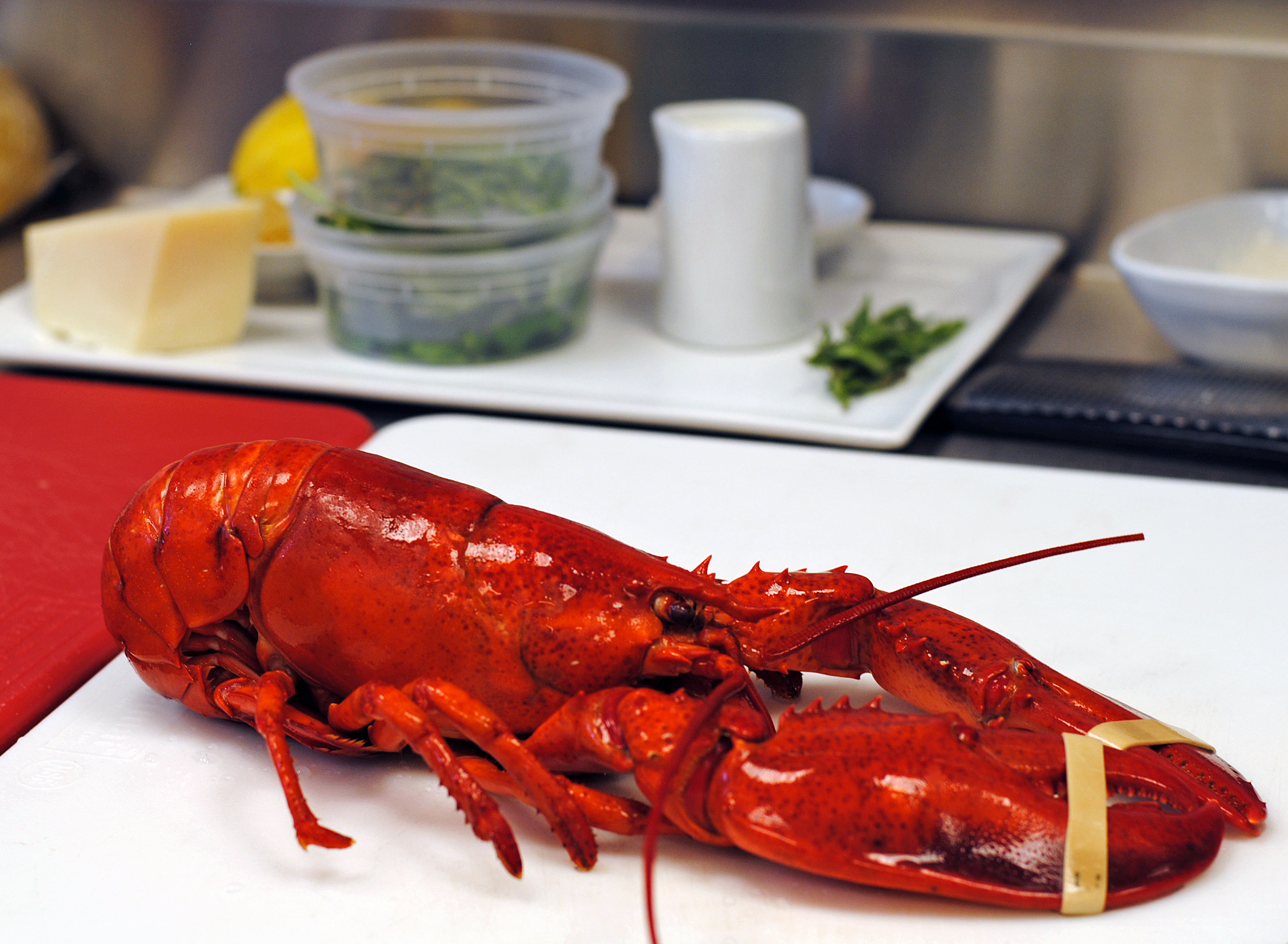 Lobster Fettucini 2